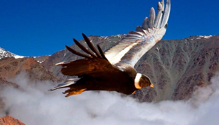 Contemplando el Cañón del Colca - Mirador del Cóndor.