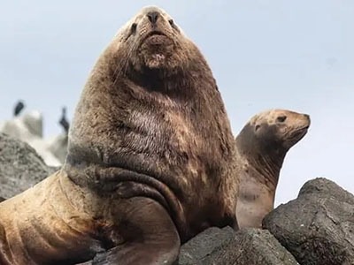 Leon marino Ica - Paracas